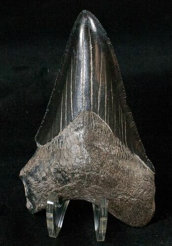 Serrated, Black Lower Megalodon Tooth #16232